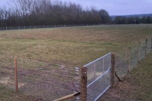 Urban Dog Fencing In Field