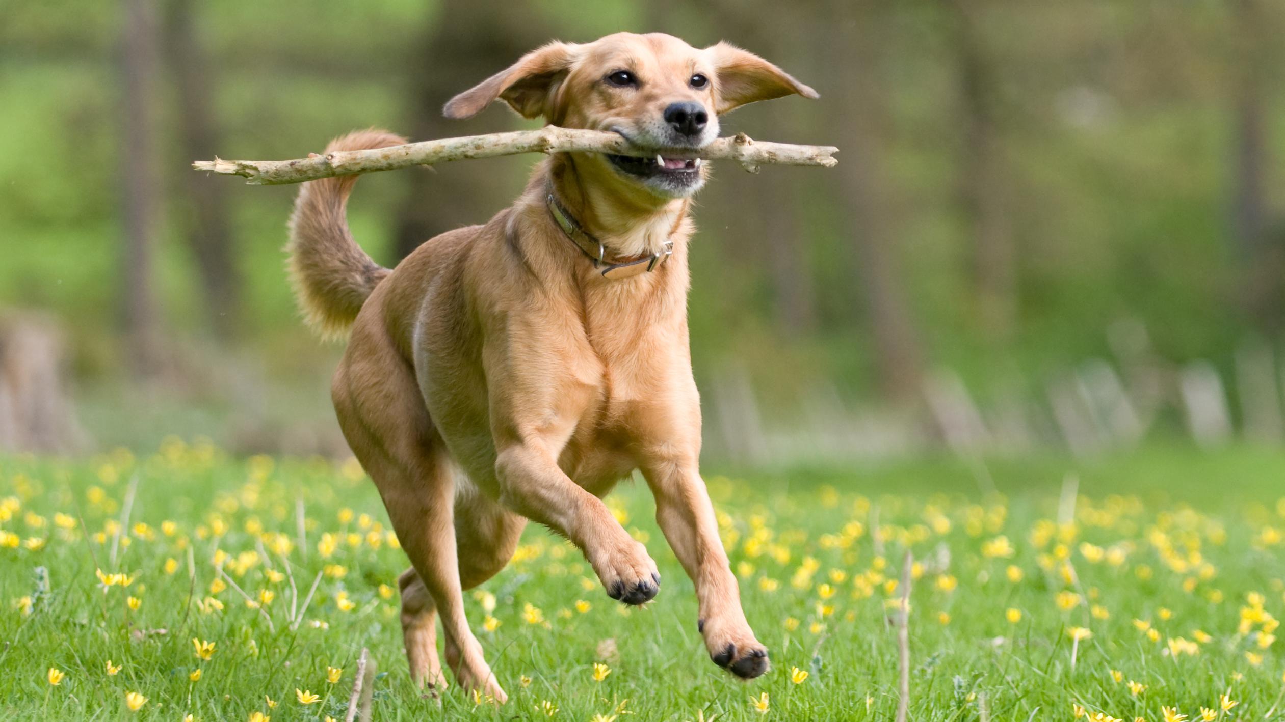 Urban Dog With Stick